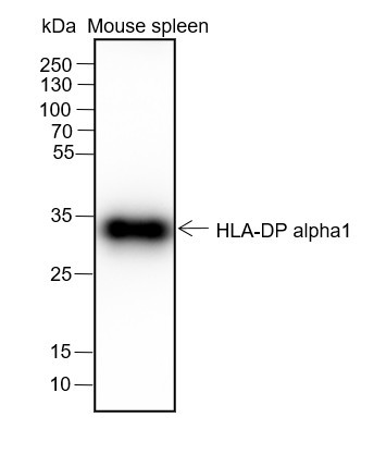 Anti-Recombinant HLA-DPA1, clone A249