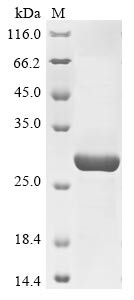 Neutral ceramidase (ASAH2), partial, human, recombinant