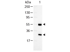 Anti-Goat IgG (H&amp;L) [Rabbit] Alkaline Phosphatase conjugated