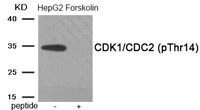 Anti-Phospho-CDK2 (Thr14)