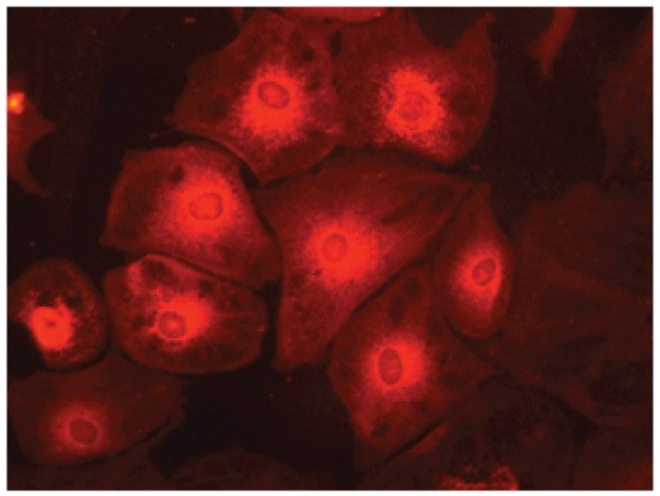 Anti-Prostaglandin I Synthase, clone isn-1