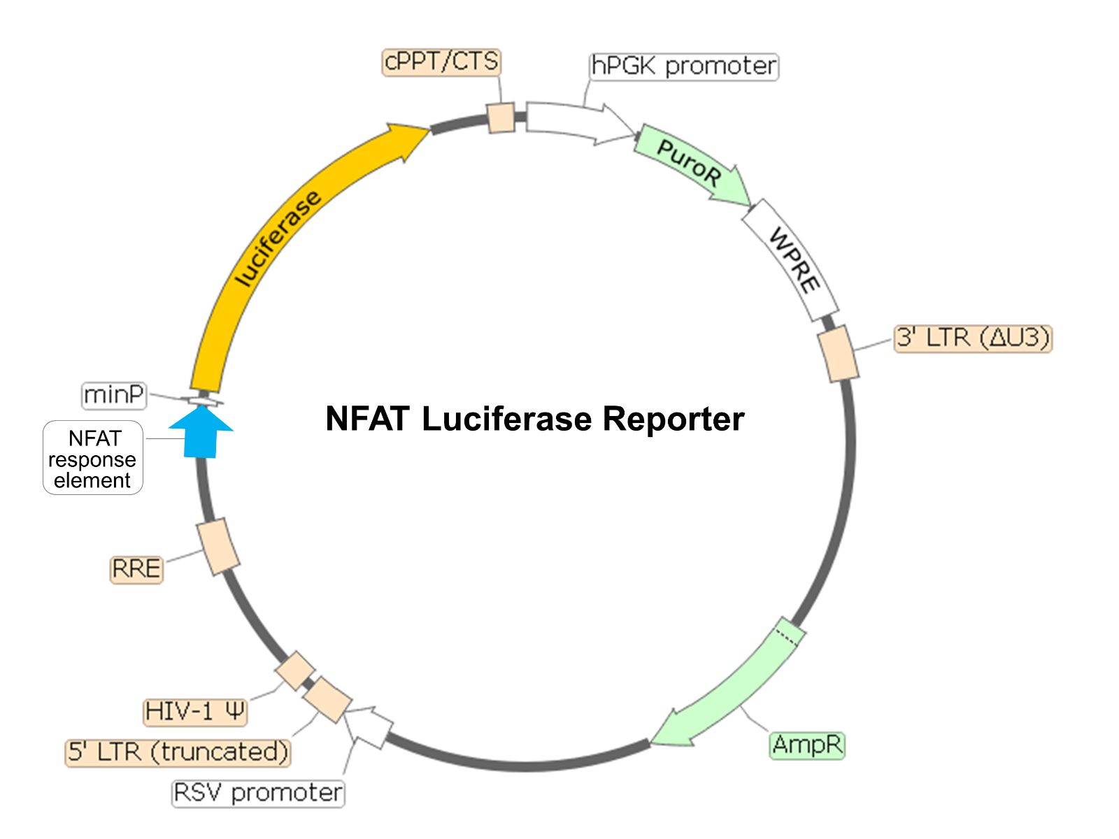 NFAT Luciferase Reporter Lentivirus79579P BPS Bioscience