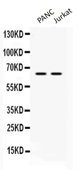 Anti-hnRNP L