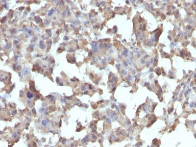 Anti-CD284 / TLR4(TLR4/230), 1mg/mL