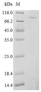 Origin recognition complex subunit 1 (ORC1), partial, human, recombinant