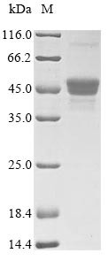pH-regulated antigen PRA1 (PRA1), Candida albicans, recombinant