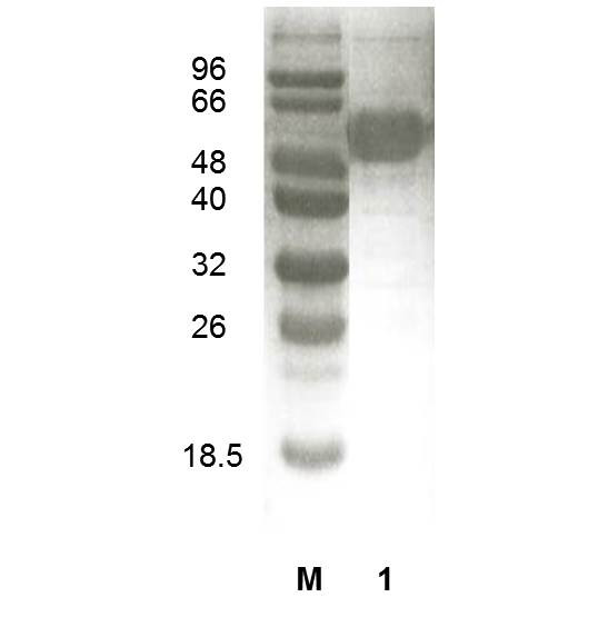 Invertase (EC 3.2.1.26), Saccharomyces cerevisiae