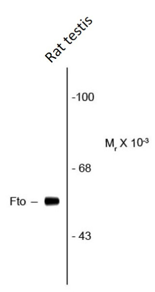 Anti-Fatso, clone 5-2H10