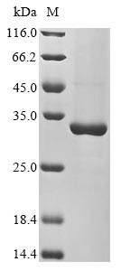 Heat shock protein 21, chloroplastic (HSP21), Arabidopsis thaliana, recombinant