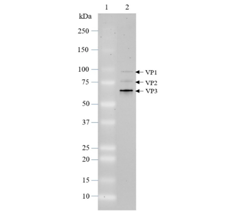 AAV5 Luciferase-mCherry