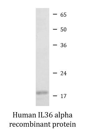 Human IL36 alpha recombinant protein (Active)