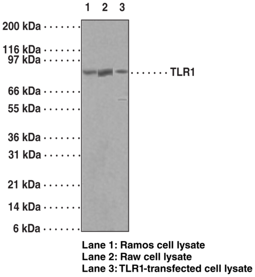 Anti-Toll-Like Receptor 1