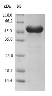 RING finger protein 114 (RNF114), human, recombinant