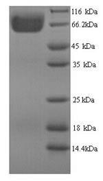3-Phytase A (phyA), Aspergillus niger, recombinant