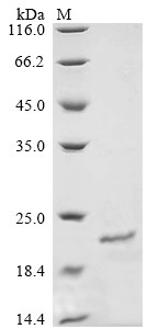Otoraplin (Otor), mouse, recombinant