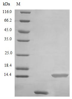 Uteroglobin protein (SCGB1A1) (Active), human, recombinant