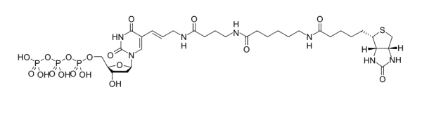 Biotin-16-dUTP