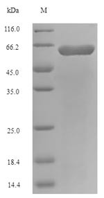 Long-chain fatty acid transport protein (fadL), Escherichia coli O157:H7, recombinant
