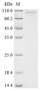 Glycosyltransferase-like protein LARGE1 (LARGE), partial, human, recombinant