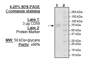 CD58, Fc fusion, Biotin-labeled HiP(TM)