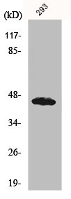 Anti-UBAC1
