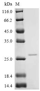 Ras-related protein Rab-6B (RAB6B), recombinant human