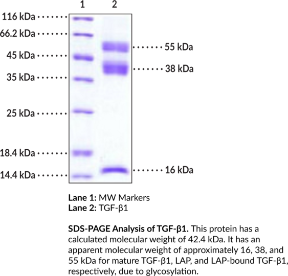 Latent TGF-beta1 (human, recombinant)