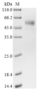 Cation-independent mannose-6-phosphate receptor (IGF2R), partial, bovine, recombinant