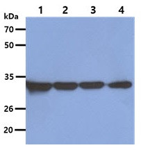 Anti-OTUB1, clone 17E10