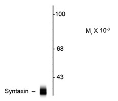 Anti-Syntaxin, clone SP8