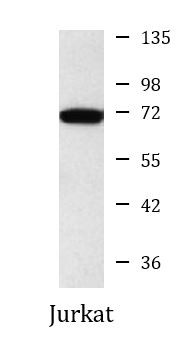 Anti-Lamin B2, clone 8F6-E8-F12
