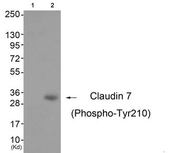 Anti-Phospho-CLDN7 (Tyr210)