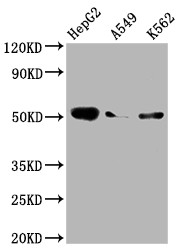 Anti-F9 Recombinant Monoclonal, clone 3G3