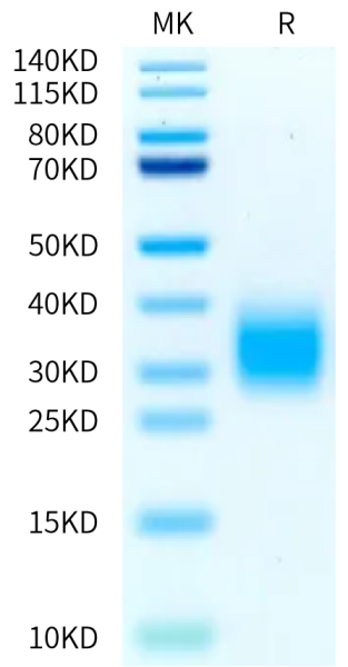 Cynomolgus GIPR Protein