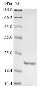 Corticoliberin (Crh), mouse, recombinant