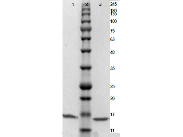 PARP1 (N-term ZF1) Control Protein