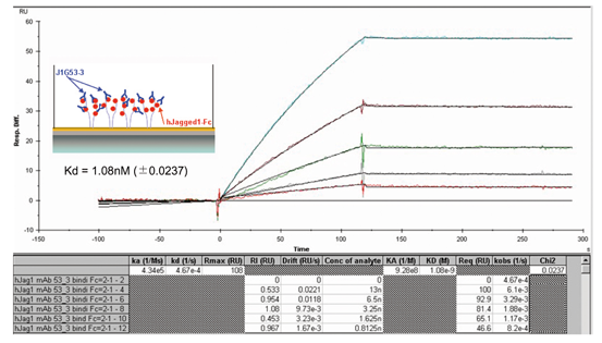 Anti-Jagged-1 (human), clone J1G53-3, FITC conjugated