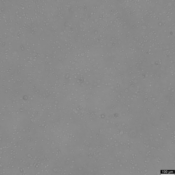DS19 Cells