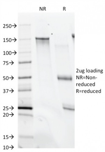 Anti-CD28(C28/74), CF568 conjugate, 0.1mg/mL