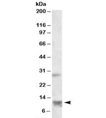 Anti-RNF7
