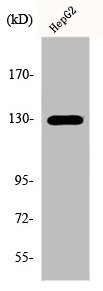 Anti-EPHB1/EPHB2