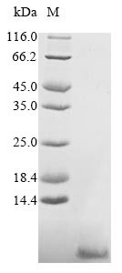 Subtilosin-A (sboA), Bacillus subtilis, recombinant
