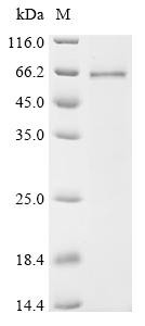 Interleukin-1 receptor-associated kinase 4 (Irak4), recombinant mouse