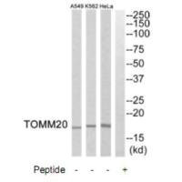 Anti-TOMM20