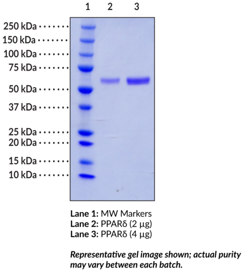 PPARdelta (human, recombinant)