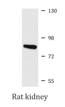 Anti-MEP1A / Meprin alpha