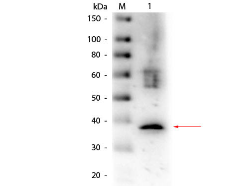 Anti-LACTATE DEHYDROGENASE (Rabbit Muscle), Biotin Conjugated