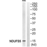 Anti-NDUFS5