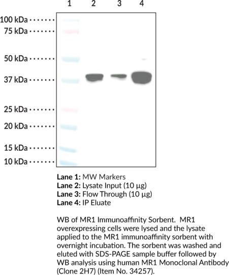 Anti-MR1 Immunoaffinity Sorbent