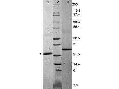 Interleukin-6 (IL-6), mouse recombinant (rmIL-6)